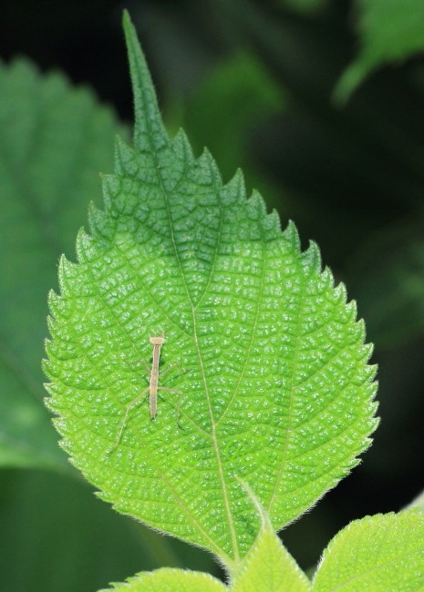 カマキリ目覚める_b0194593_2110492.jpg