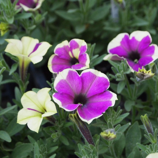 再入荷の花苗_a0292194_17564182.jpg