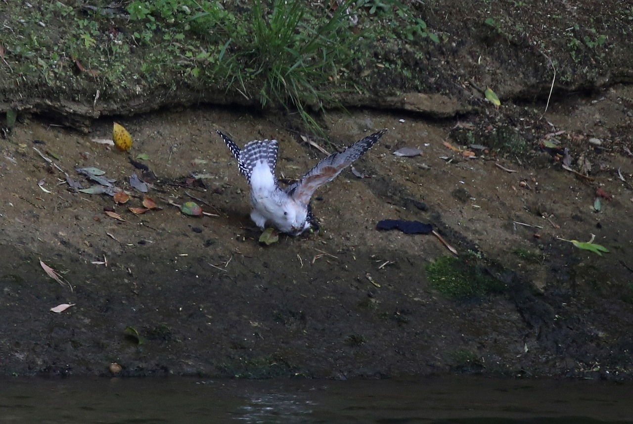 ヤマセミの幼鳥_f0296999_10384092.jpg