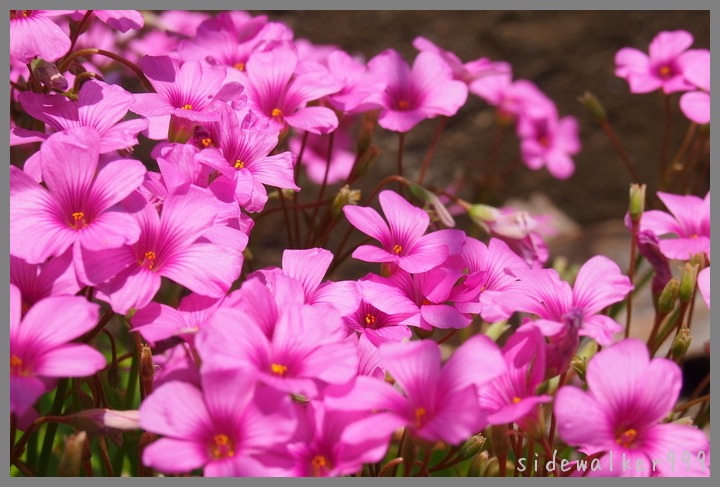 川沿いの花たち_c0129300_19111095.jpg