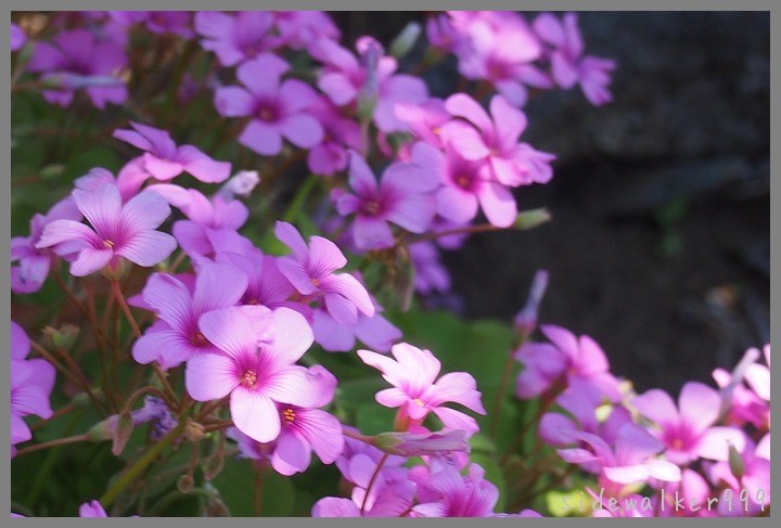 川沿いの花たち_c0129300_197647.jpg