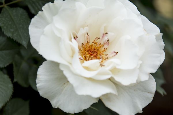 色とりどりの薔薇　～京都府立植物園－⑥～_e0193503_18131593.jpg