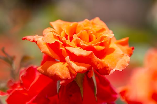 色とりどりの薔薇　～京都府立植物園－⑥～_e0193503_18275317.jpg