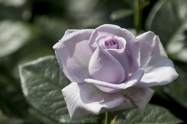 色とりどりの薔薇　～京都府立植物園－⑥～_e0193503_18343911.jpg