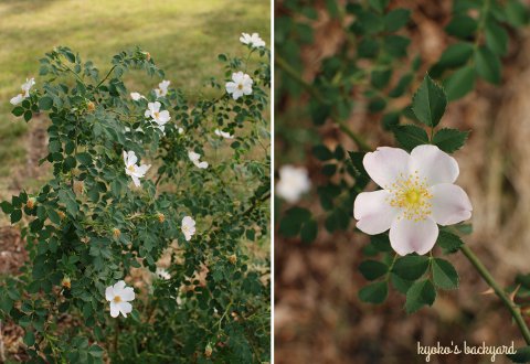 花壇と菜園の様子と庭作業(5月下旬)_b0253205_2134292.jpg