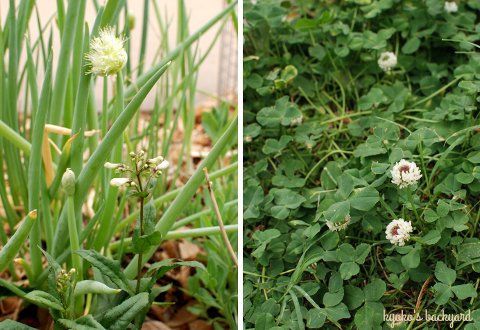 花壇と菜園の様子と庭作業(5月下旬)_b0253205_2192329.jpg