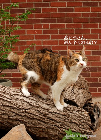 自然のスクラッチャーでガリガリ(わたしのお気に入り)_b0253205_237164.jpg