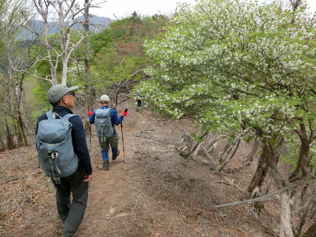 高丸山～雲早山　花咲き乱れる　縦走コース　_b0124306_20322451.jpg