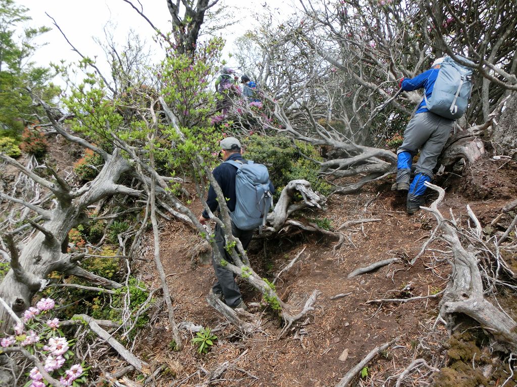 高丸山～雲早山　花咲き乱れる　縦走コース　_b0124306_2154070.jpg