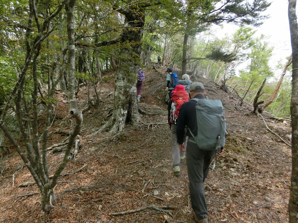 高丸山～雲早山　花咲き乱れる　縦走コース　_b0124306_21594369.jpg