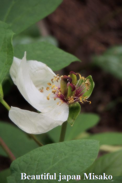 ヤマシャクヤクの花・・・．｡･：*：･ﾟ`☆､｡　5月23日_c0067206_1644276.jpg