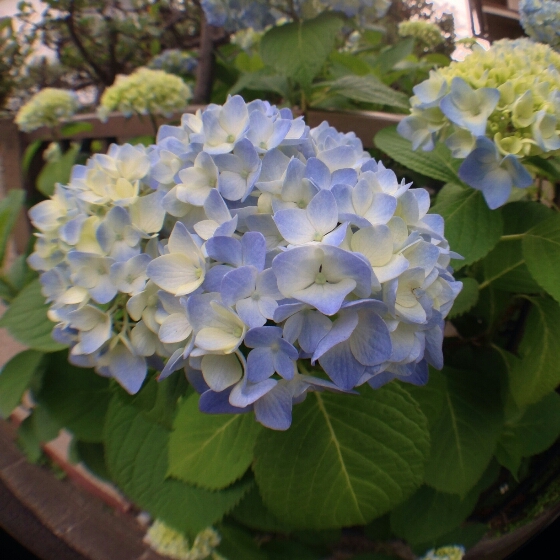 ＨＹＤＲＡＮＧＥＡ　１_b0134907_712781.jpg