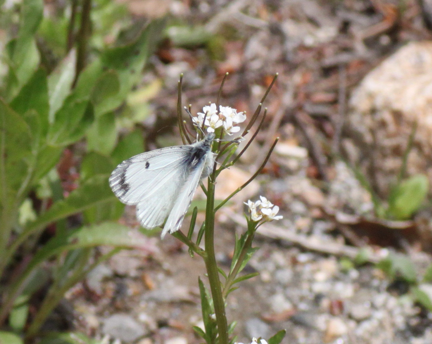 長野 クモマツマキチョウ産卵2014/05/24②_d0251807_19152363.jpg