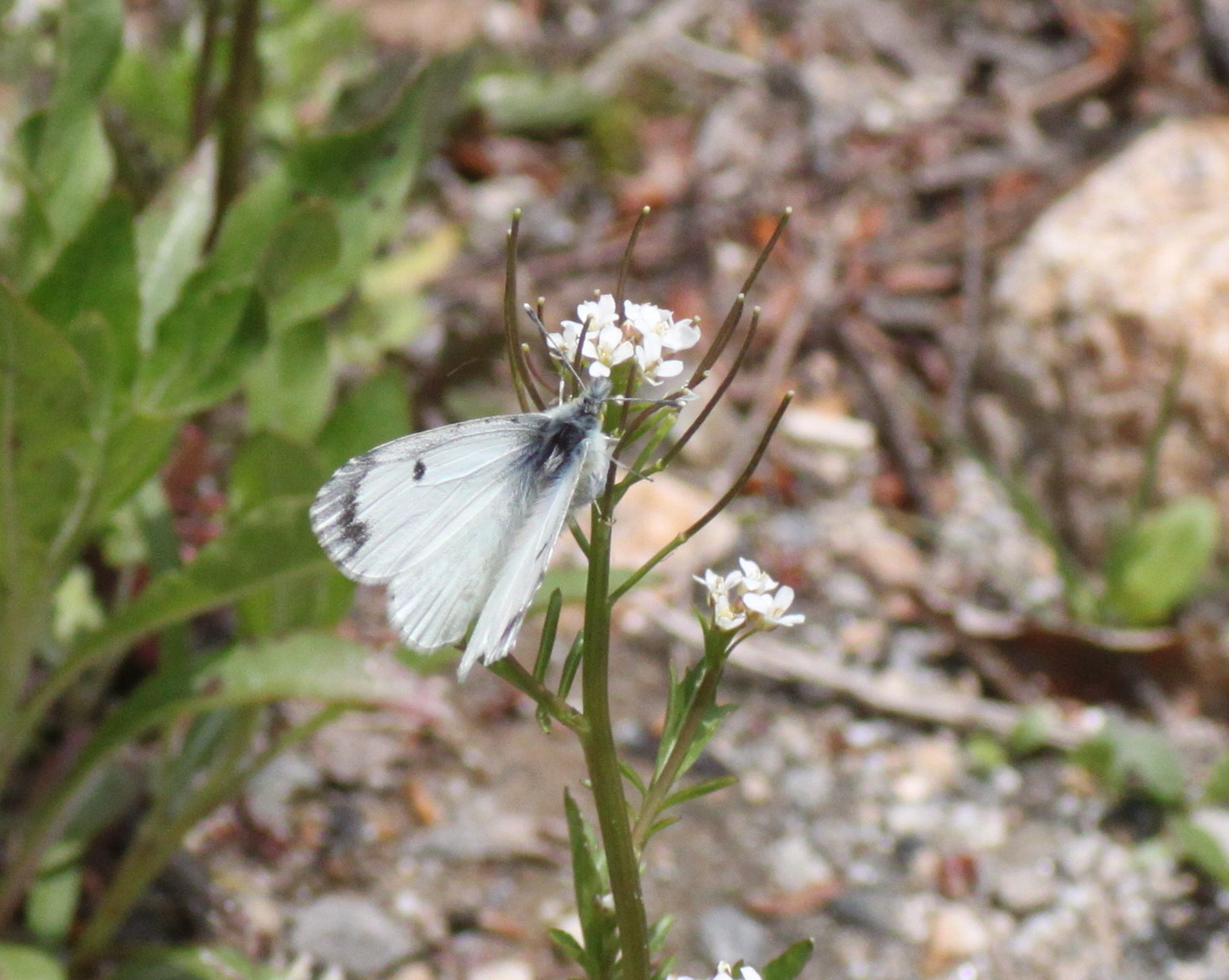 長野            　 クモマツマキチョウ産卵2014/05/24②_d0251807_19152363.jpg