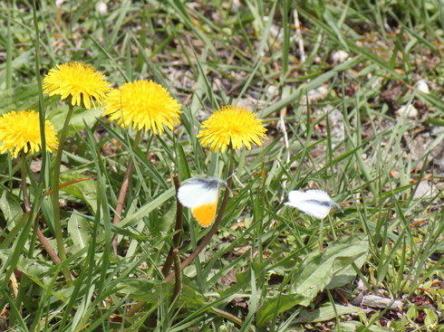 長野 クモマツマキチョウ産卵2014/05/24②_d0251807_19163416.jpg