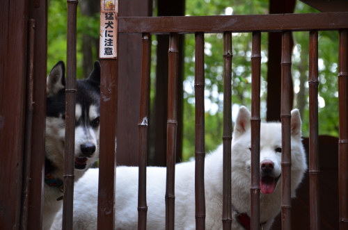 那須での犬たち_f0282915_23394584.jpg