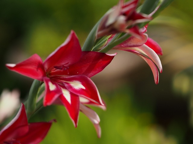 a0087818_20151427.jpg