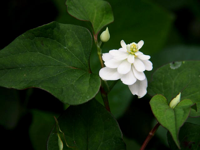 a0087818_20202295.jpg