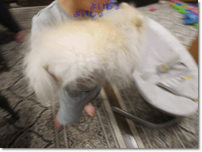 b0167519_2013275.gif
