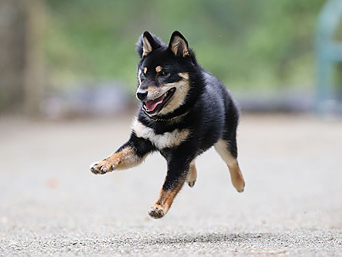 ドッグフォレスト湘南で飛行犬撮影会2014.5_e0196319_1547208.jpg