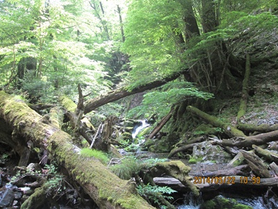 f0193521_155546.jpg