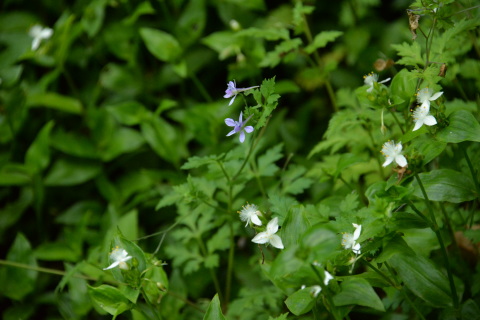 e0335926_22224500.jpg