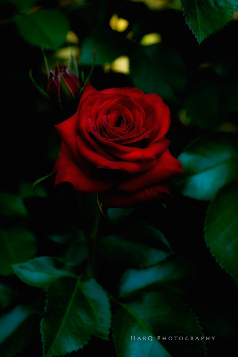 黒真珠という赤い薔薇 Harq Photography