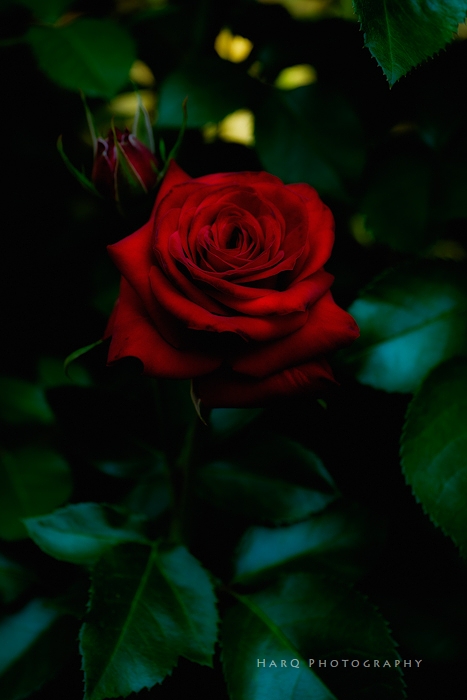 黒真珠という赤い薔薇 Harq Photography 黒真珠という赤い薔薇 Harq Photography