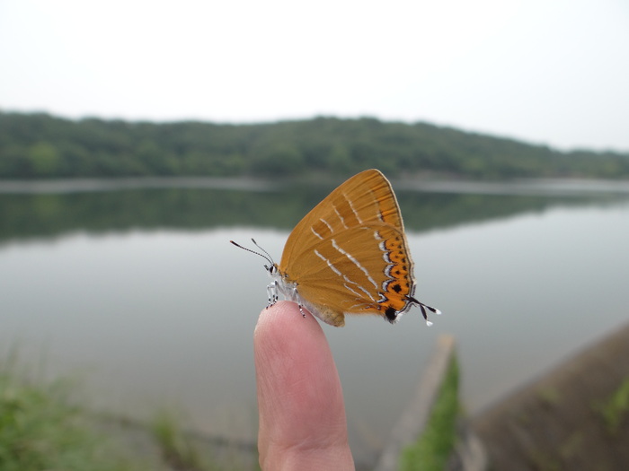 アカシジミ 知多半島にて_d0254540_2035331.jpg