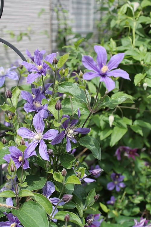クレマチス青花 My Clematis Diary