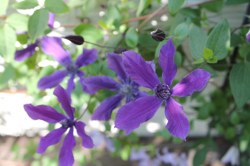クレマチス青花 My Clematis Diary