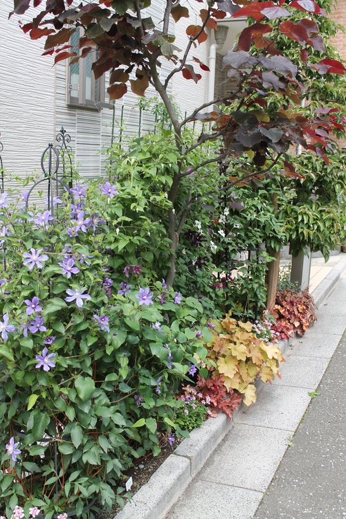 クレマチス青花 My Clematis Diary