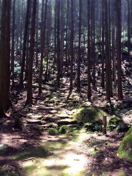 熊野古道@曽根次郎坂・太郎坂コース_e0292546_2264876.jpg