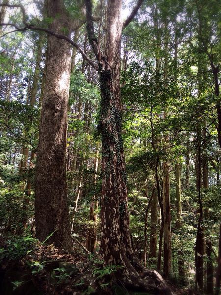 熊野古道@曽根次郎坂・太郎坂コース_e0292546_2265257.jpg