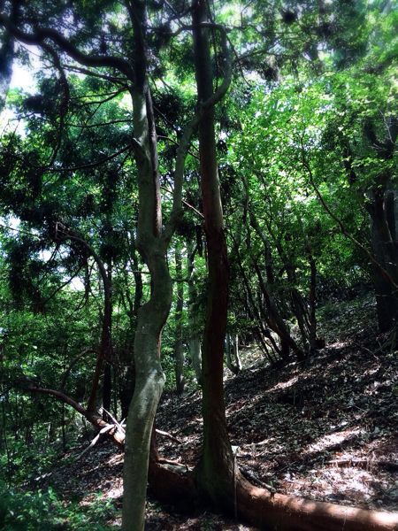 熊野古道@曽根次郎坂・太郎坂コース_e0292546_227395.jpg