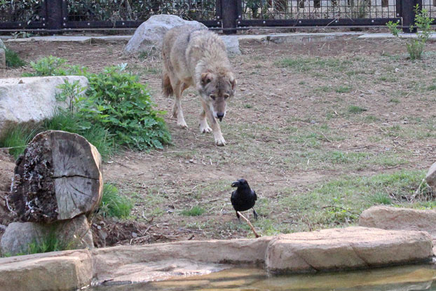 オオカミｖｓカラス 続 動物園ありマス