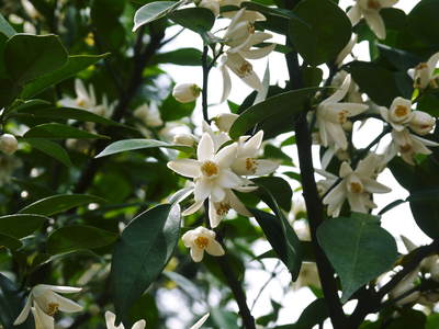 香り高き柚子(ゆず) 満開の柚子の花が咲き誇っていました!その2_a0254656_17242795.jpg