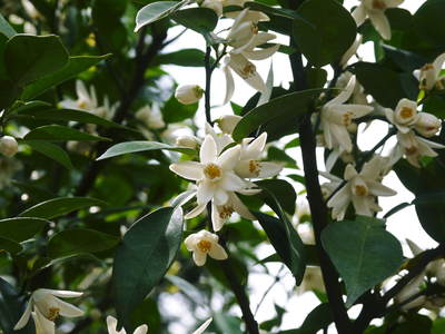 香り高き柚子（ゆず）　満開の柚子の花が咲き誇っていました！その２_a0254656_17242795.jpg