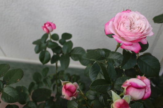 パリス ついに開花 La Rose 薔薇の庭 パリス ついに開花 La Rose 薔薇の庭