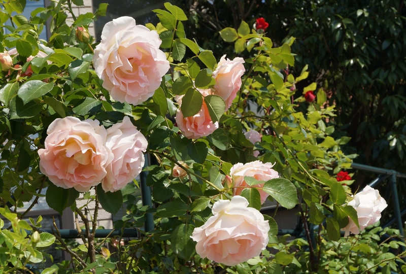南芦屋浜を散歩_b0063958_1854289.jpg