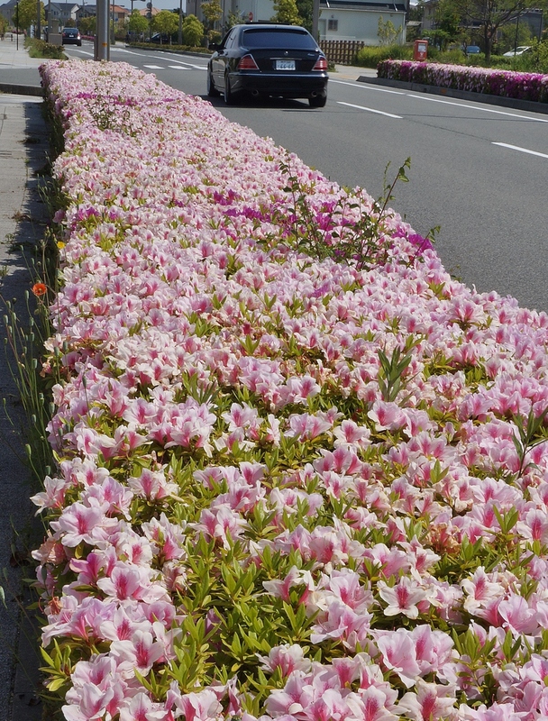 南芦屋浜を散歩_b0063958_18545248.jpg