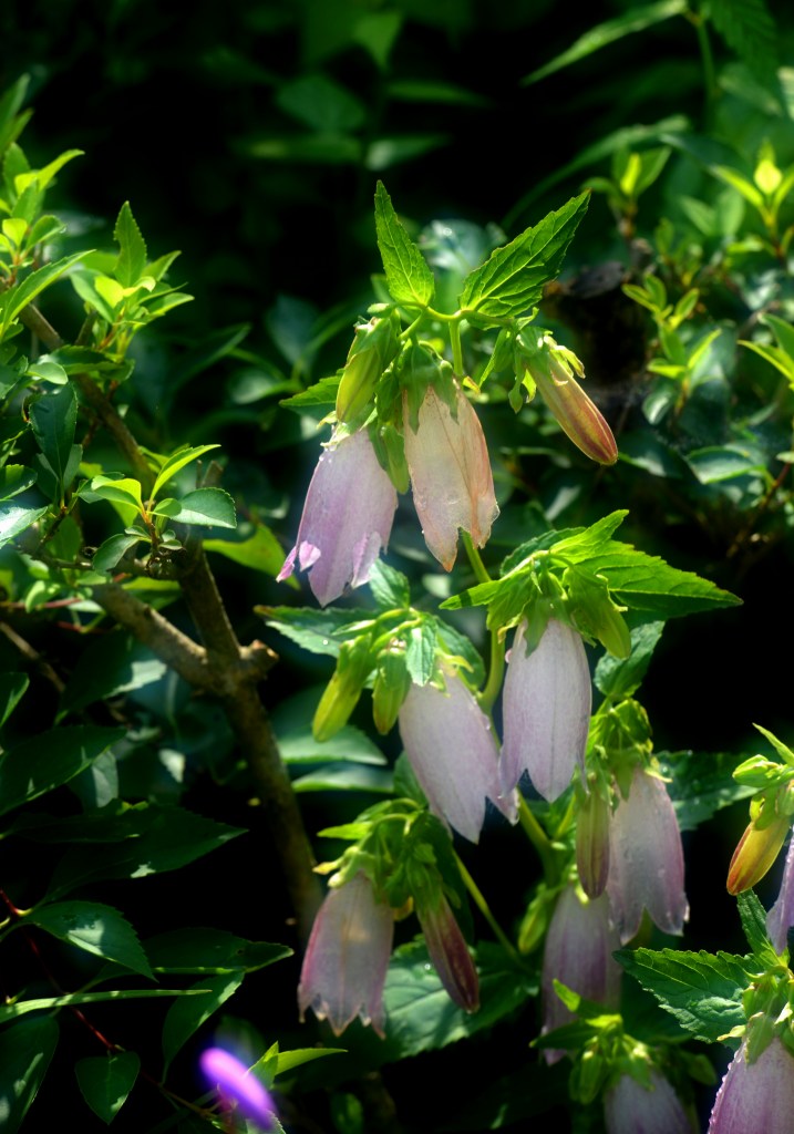 a0016161_21125110.jpg