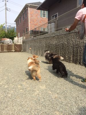 ルディと影丸がきたよ_f0126965_1710277.jpg