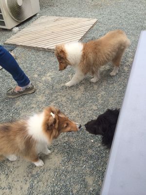ルディと影丸がきたよ_f0126965_1793839.jpg