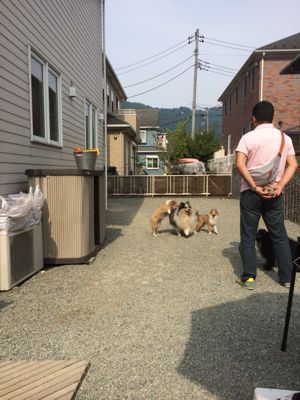 ルディと影丸がきたよ_f0126965_1794036.jpg