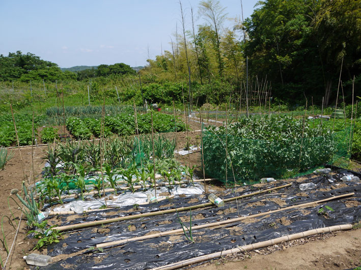 長い根っこのタマネギなどが東京ビッグサイトに登場_c0014967_2313930.jpg