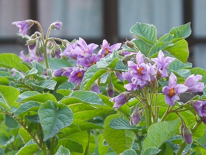 ジャガイモの花、ネギ坊主。梅雨入りが近い_e0175370_1053565.jpg