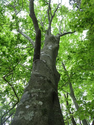 碁盤石山　　茶臼山高原道路よりお手軽ピストン_f0302771_11382265.jpg