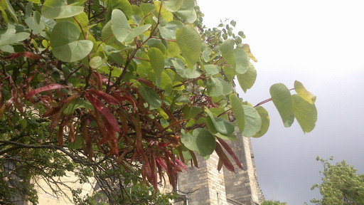 その後のセイヨウハナズオウ フランス Bons Vivants Idees Partout その後のセイヨウハナズオウ フランス Bons Vivants Idees Partout