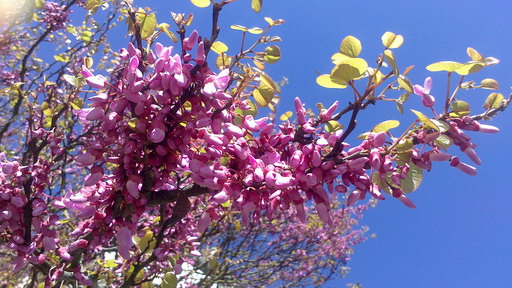 その後のセイヨウハナズオウ フランス Bons Vivants Idees Partout その後のセイヨウハナズオウ フランス Bons Vivants Idees Partout
